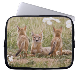 Swiftfuchs (Vulpes velox) Weibchen mit Jungen bei Laptopschutzhülle