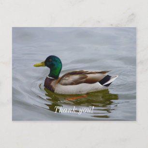 Swim Mallard Swim Danke, Postkarte