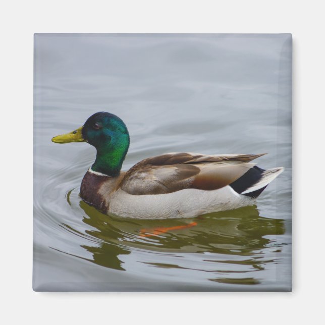 Swim Mallard Swim Magnet (Vorne)