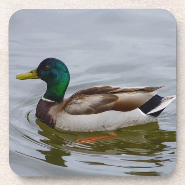 Swim Mallard Swim Untersetzer (Vorderseite)
