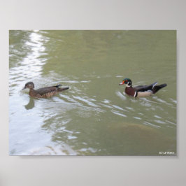 Swimming Ducks Poster