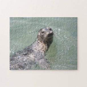 Swimming Seal 