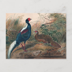 Swinhoe-Fasan von Joseph Wolf Postkarte