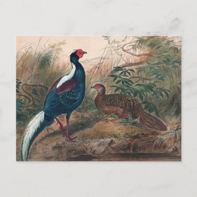 Swinhoe's Pheasant von Joseph Wolf Postkarte (Vorderseite)