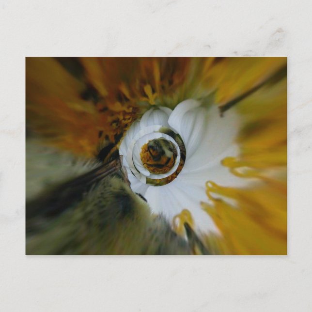 Swirbelkiefer Postkarte (Vorderseite)