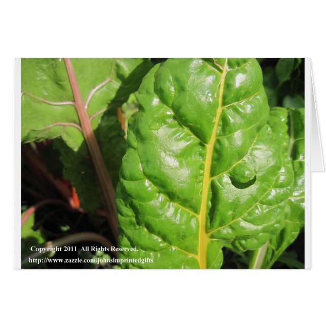 Swiss Chards (Vorderseite (Horizontal))