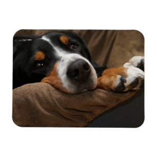 Swiss Mountain Hund Lounges Magnet
