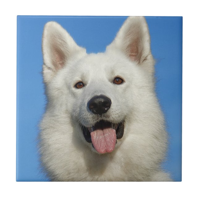 Swiss Shepherd Dog Fliese (Vorderseite)