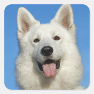 Swiss Shepherd Dog Quadratischer Aufkleber