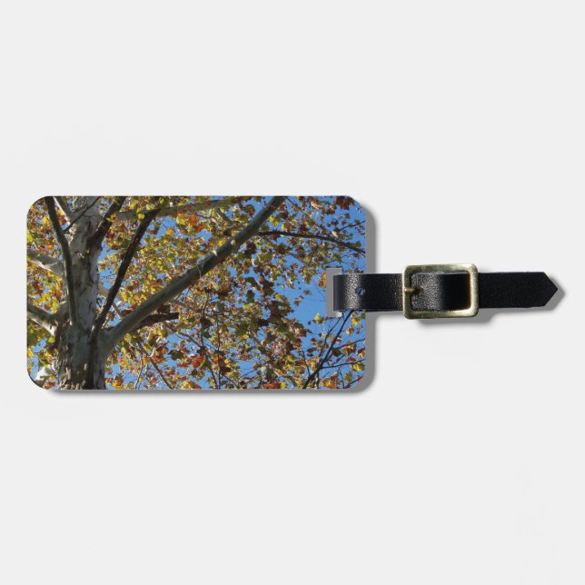 Sycamore Baum im Fall gegen einen blauen Himmel Gepäckanhänger (Vorderseite horizontal)