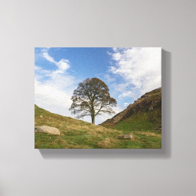Sycamore Gap im Herbst Leinwanddruck (Vorderseite)