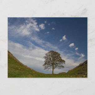 Sycamore Gap im Herbst Postkarte
