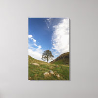Sycamore Gap Stretched Canvas Print
