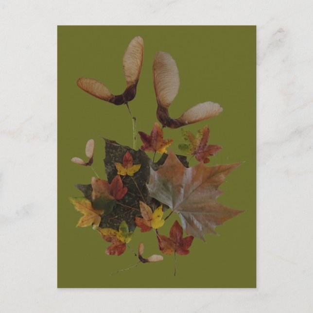 Sycamore Maple Blätter Collage DIY Postkarte (Vorderseite)