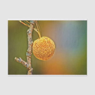 Sycamore Seed Ball Seidenpapier