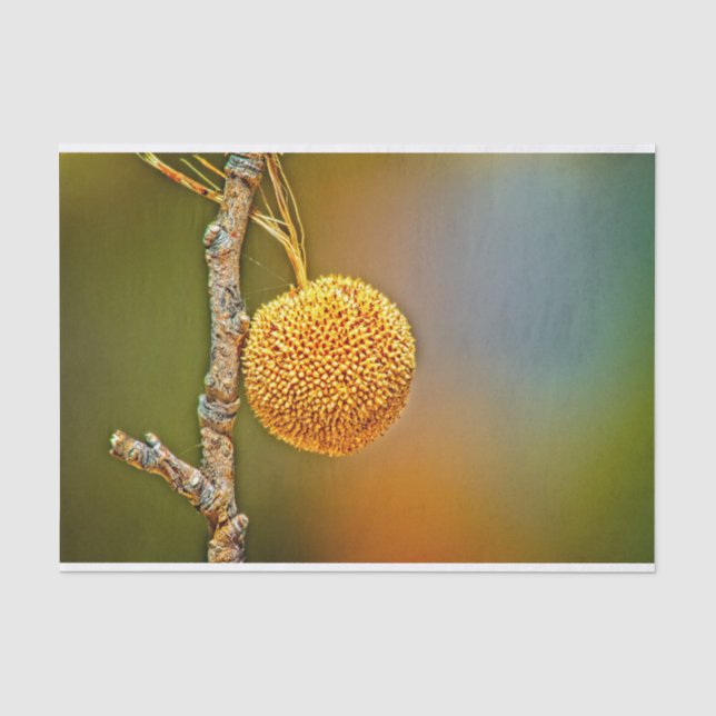 Sycamore Seed Ball Seidenpapier (Vorderseite)