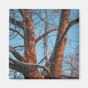 Sycamore Sunrise Magnet