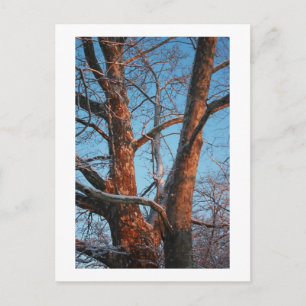 Sycamore Sunrise Postkarte