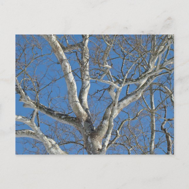 Sycamore Tree gegen Winterhimmelelemente Postkarte (Vorderseite)