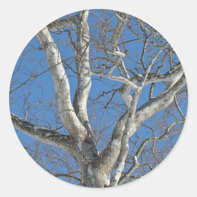 Sycamore Tree gegen Winterhimmelelemente Runder Aufkleber (Vorderseite)