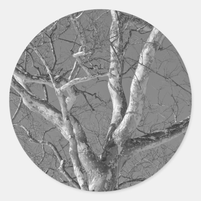 Sycamore Tree gegen Winterhimmelelemente Runder Aufkleber (Vorderseite)