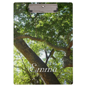 Sycamore Tree Green Nature Klemmbrett