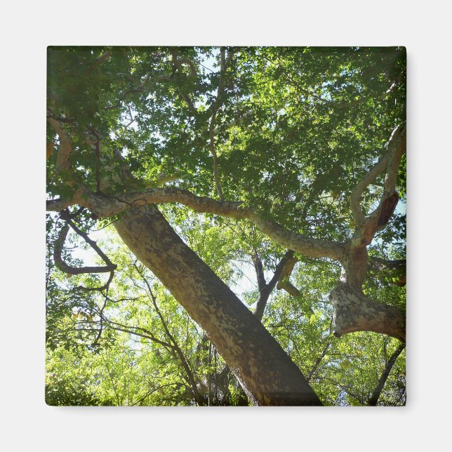 Sycamore Tree Green Nature Magnet (Vorne)
