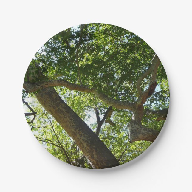 Sycamore Tree Green Nature Pappteller (Vorderseite)