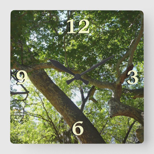 Sycamore Tree Green Nature Quadratische Wanduhr (Vorderseite)