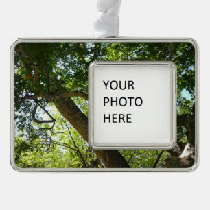 Sycamore Tree Green Nature Rahmen-Ornament Silber