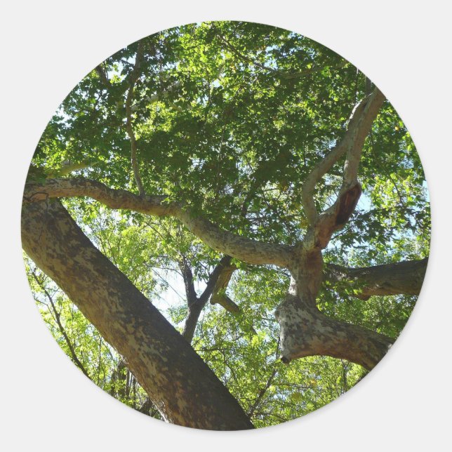 Sycamore Tree Green Nature Runder Aufkleber (Vorderseite)