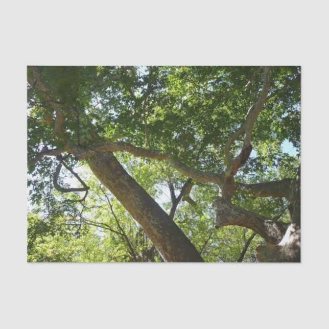 Sycamore Tree Green Nature Seidenpapier (Vorderseite)