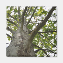 Sycamore Tree
