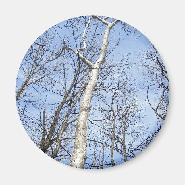 Sycamore Tree Magnet (Vorne)