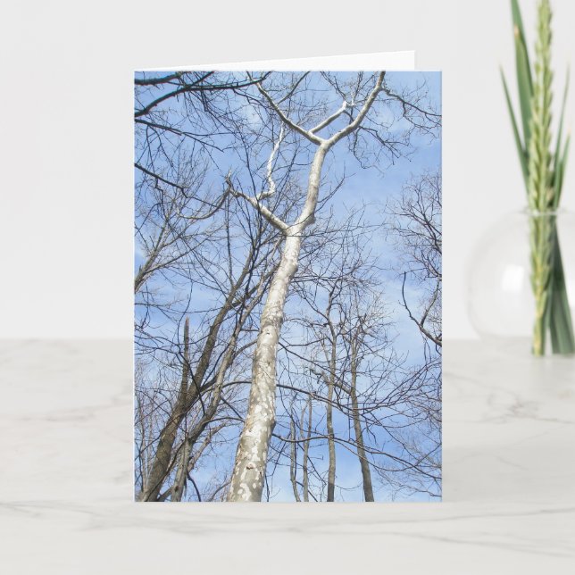 Sycamore Tree Note Card Feiertagskarte (Vorderseite)