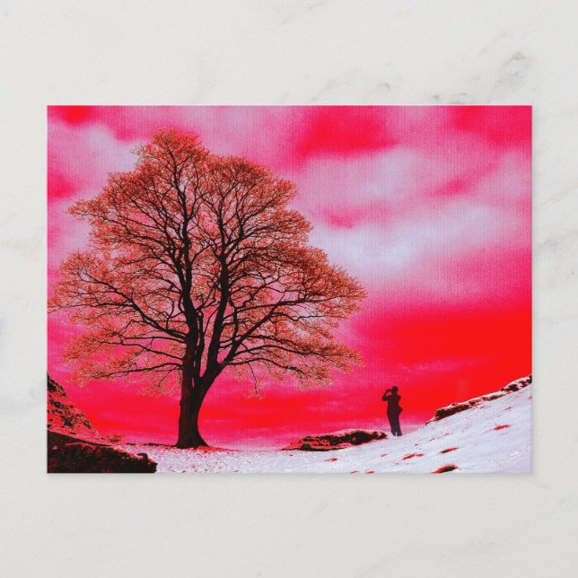 Sycamore Tree Postcard Postkarte (Vorderseite)