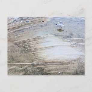 Sydney Möwe mit Wasser Strand Fotografie Postkarte