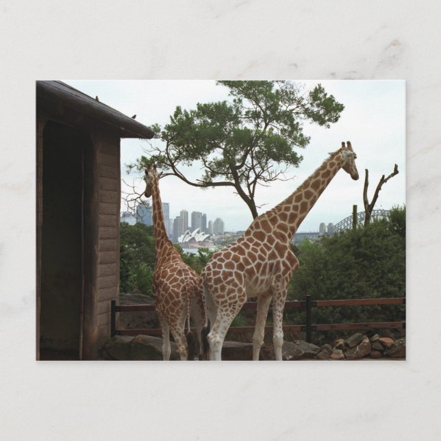 Sydney Opera House Postcard Postkarte (Vorderseite)