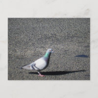 Sydney Pigeon Australische Tierfotografie