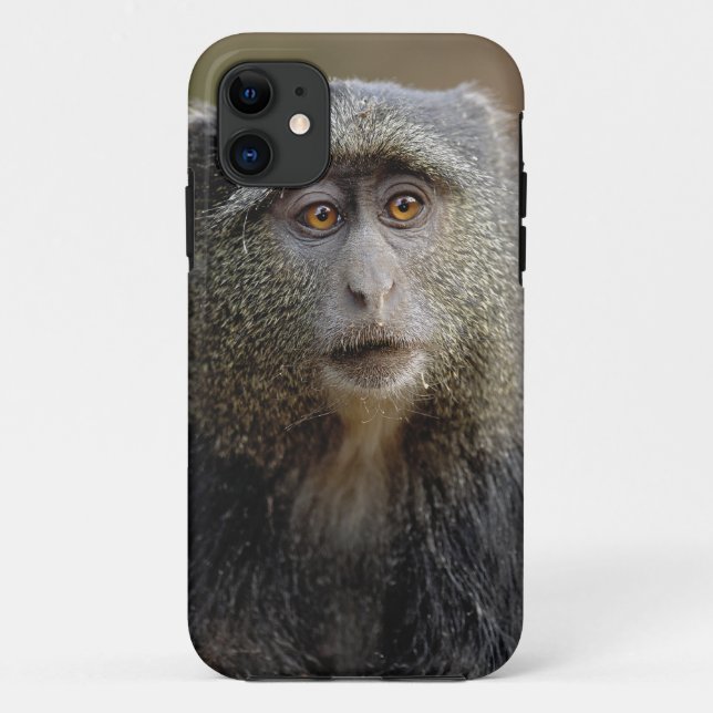 Sykes oder Blaffe, Cercopithecus mitis, Case-Mate iPhone Hülle (Rückseite)