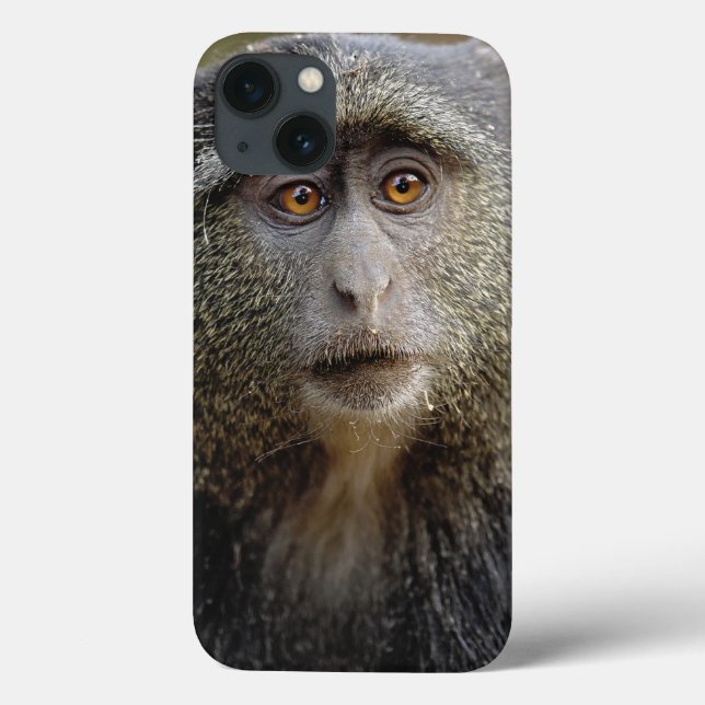 Sykes oder Blauer Affe, Cercopithecus mitis, Case-Mate iPhone Hülle (Rückseite)