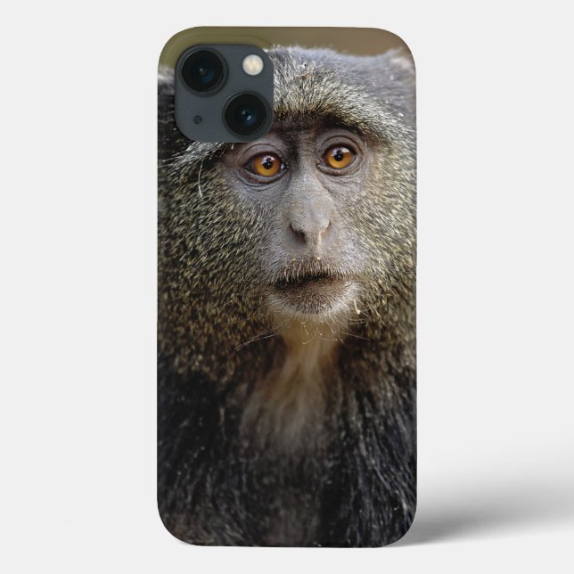 Sykes oder Blauer Affe, Cercopithecus mitis, Case-Mate iPhone Hülle (Rückseite)