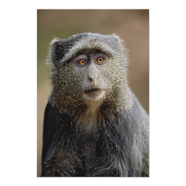 Sykes oder Blauer Affe, Cercopithecus mitis, Fotodruck (Vorne)