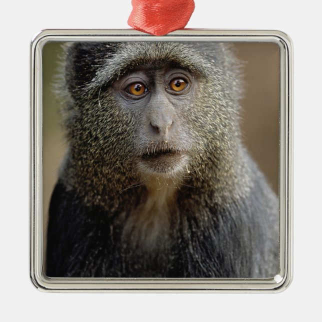 Sykes oder Blauer Affe, Cercopithecus mitis, Ornament Aus Metall (Vorne)