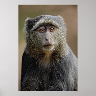Sykes oder blauer Affe, Cercopithecus mitis, Poster