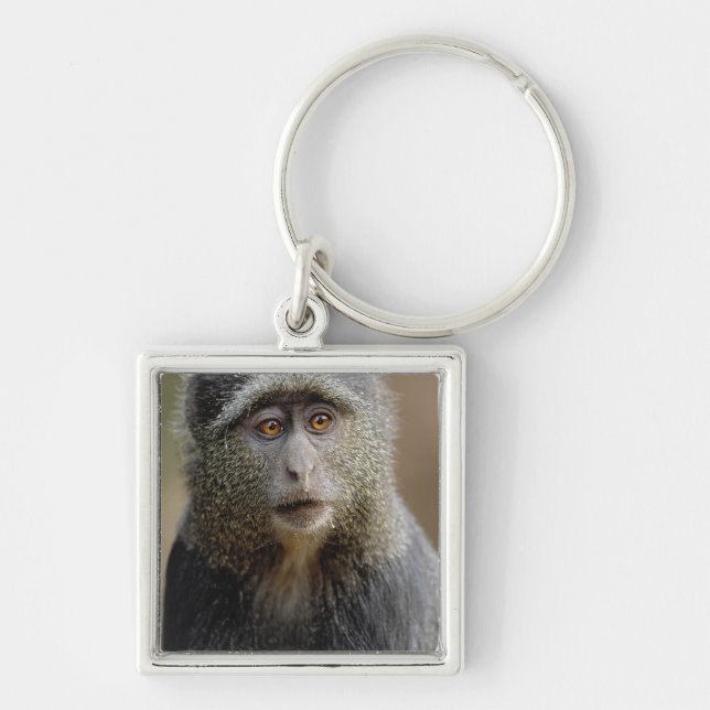 Sykes oder Blauer Affe, Cercopithecus mitis, Schlüsselanhänger (Vorne)
