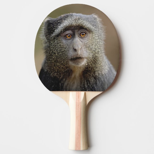 Sykes oder Blauer Affe, Cercopithecus mitis, Tischtennis Schläger (Vorderseite)
