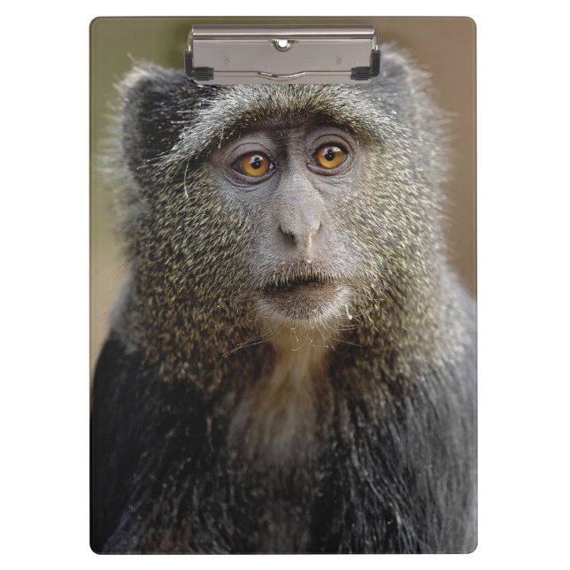Sykes oder Diademmeerkatze, Cercopithecus mitis, Klemmbrett (Vorderseite)