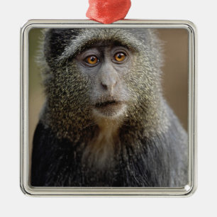 Sykes oder Diademmeerkatze, Cercopithecus mitis, Ornament Aus Metall