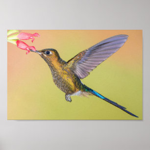 Sylphe Colibri avec impression à longue queue